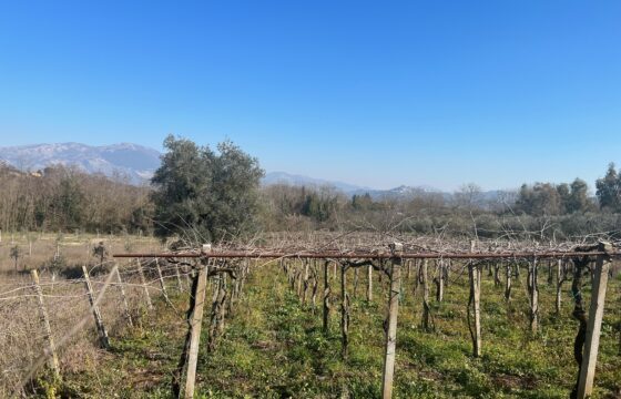 Terreno