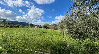 Terreno agricolo di 7000 mq ca