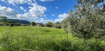 Terreno agricolo di 7000 mq ca