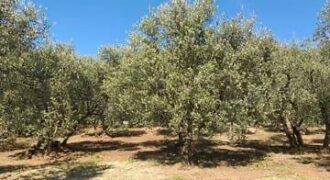 Terreno panoramico